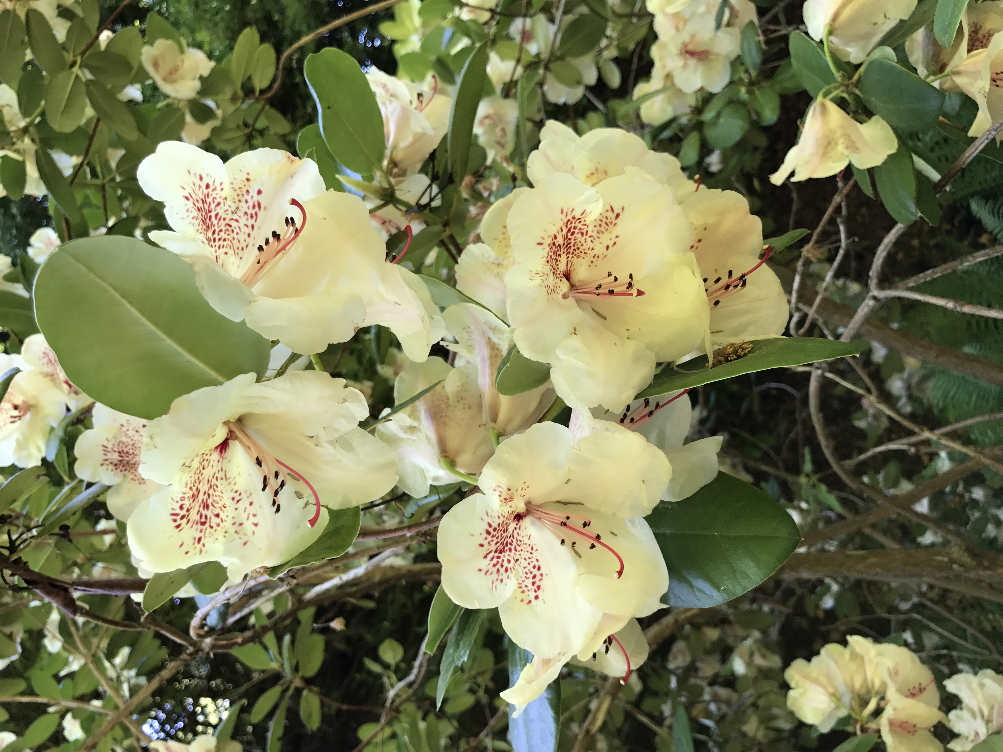 Junimöte – 2026 – Strömsdalen och Friluftsmuseet/Fiskartorpet